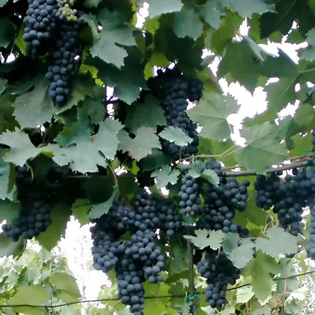 Casale Il Caggio * Ciggiano