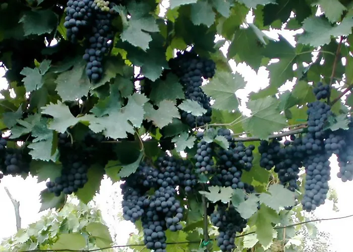 Casale Il Caggio * Ciggiano